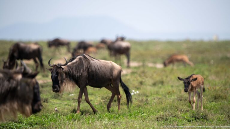 Adult blue wildebeest walking beside a small brown calf, with more wildebeest and calves blurred behind.