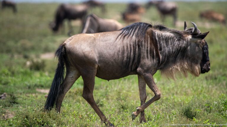 Adult blue wildebeest walking in profile across green grass, with blurred herd animals in the background.