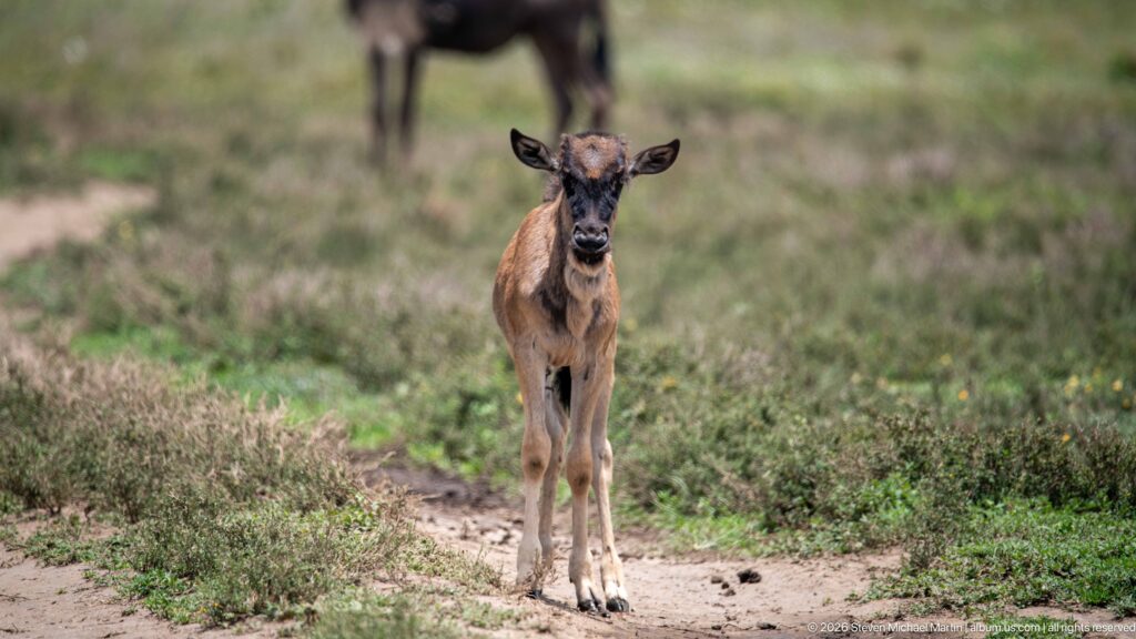 Young brown wildebeest calf facing the camera while standing centered on a narrow dirt track.