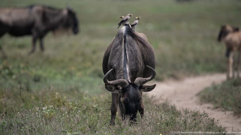 Grazing wildebeest with head lowered and two small oxpeckers perched along its back near the shoulders.