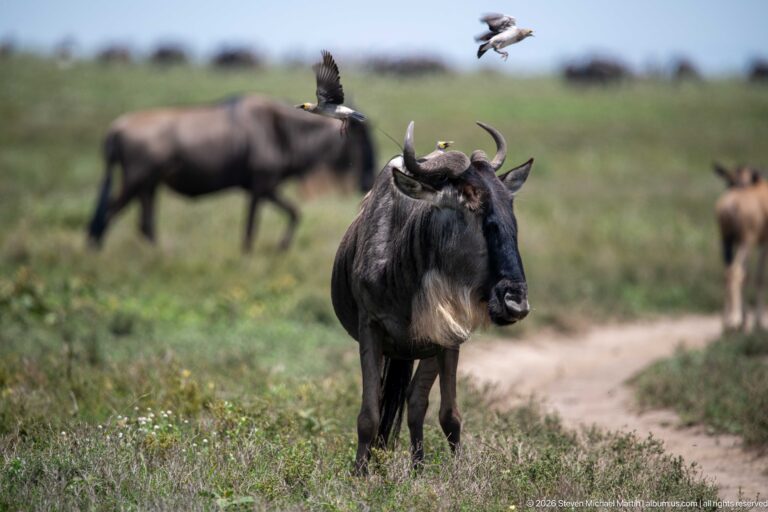 Adult wildebeest beside a dirt track with small oxpeckers perched on its horns and back and one flying above.