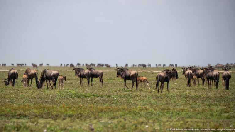 Adult wildebeest and brown calves standing in loose groups across open Serengeti grassland.