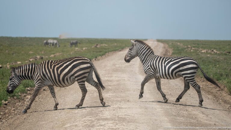 Two plains zebras crossing a pale dirt road, one nearing the left verge and the other mid-stride behind.