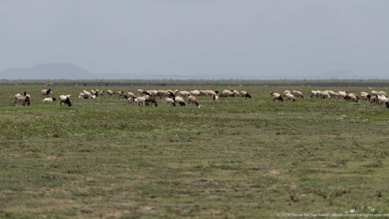Large mixed flock of sheep and goats moving in a broad line across open grassland beneath distant hills.