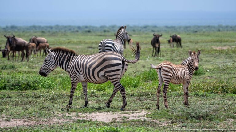 Adult plains zebra standing beside a small brown-striped foal, with wildebeest and zebras behind.