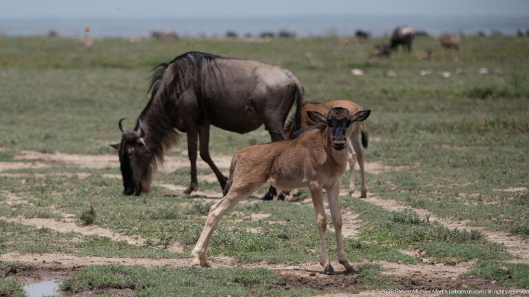 Brown wildebeest calf standing alert in front of a grazing adult, with another calf partly visible behind.