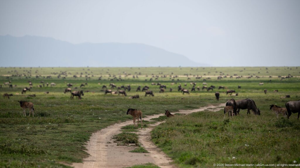 Winding dirt safari track running through a broad Serengeti plain crowded with wildebeest and calves.