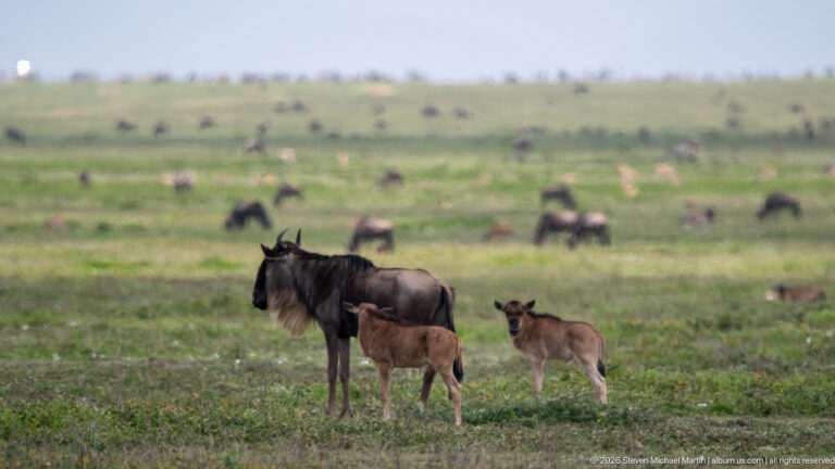 Adult blue wildebeest standing with two brown calves, with many more wildebeest blurred across the plain.