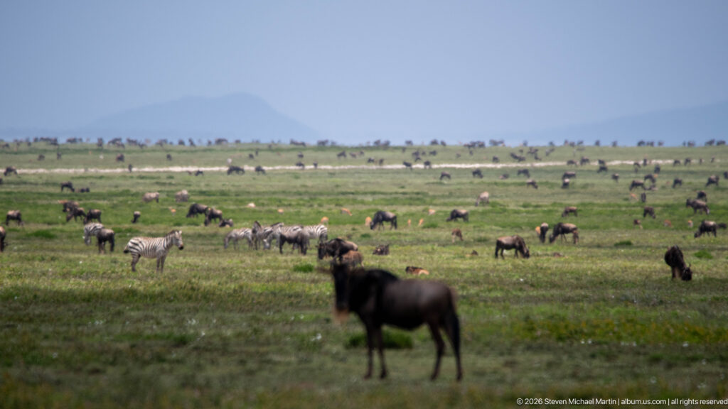 Broad Serengeti plain filled with wildebeest and several zebras, with hazy highlands beyond.