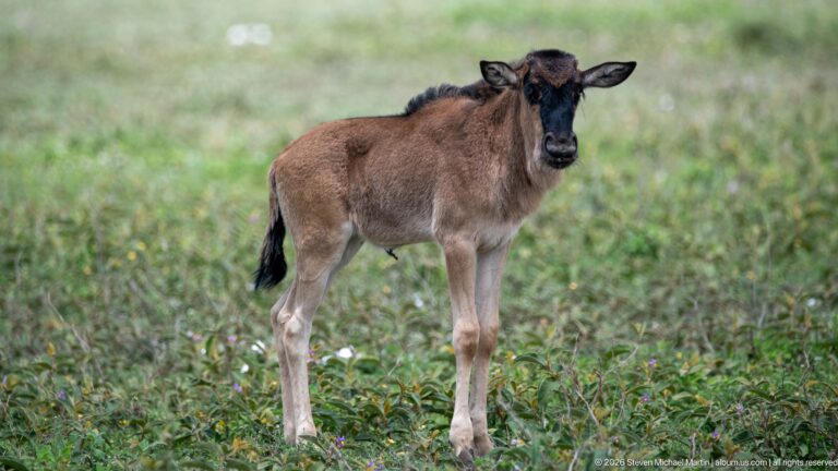 Young brown wildebeest calf standing alone in green flowering grass and facing slightly toward the camera.