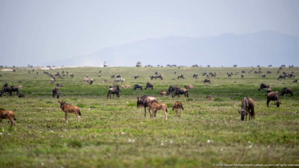 Numerous wildebeest and calves scattered across green plains beneath hazy blue highlands in the distance.