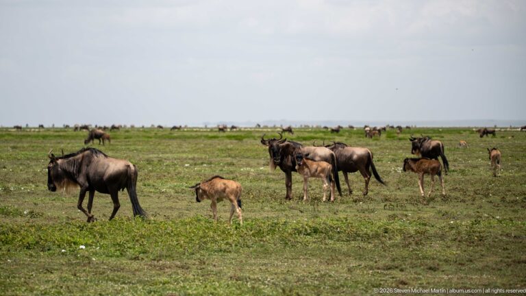 Adult wildebeest and brown calves scattered across broad green Serengeti grassland to the horizon.