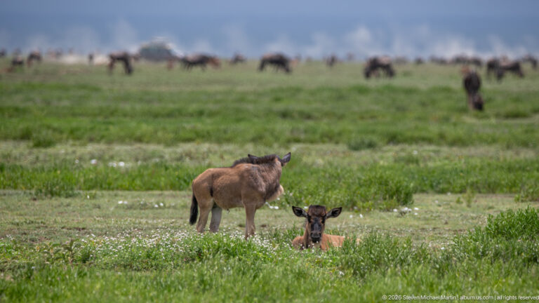 Two brown wildebeest calves in green grass, one standing and one lying with its head raised.