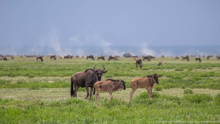 Adult blue wildebeest standing with two brown calves in green grassland, with more herd animals behind.