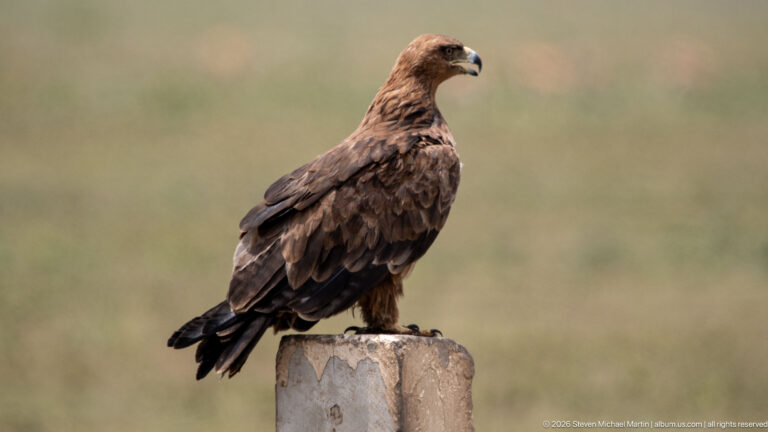 Large brown eagle perched in right-facing profile on a square concrete post above blurred grassland.