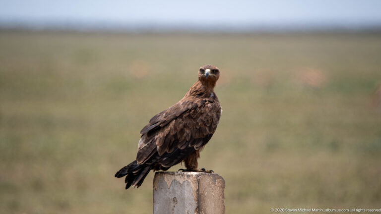 Large brown eagle facing the camera from a concrete post, with folded dark wings and heavy hooked bill.