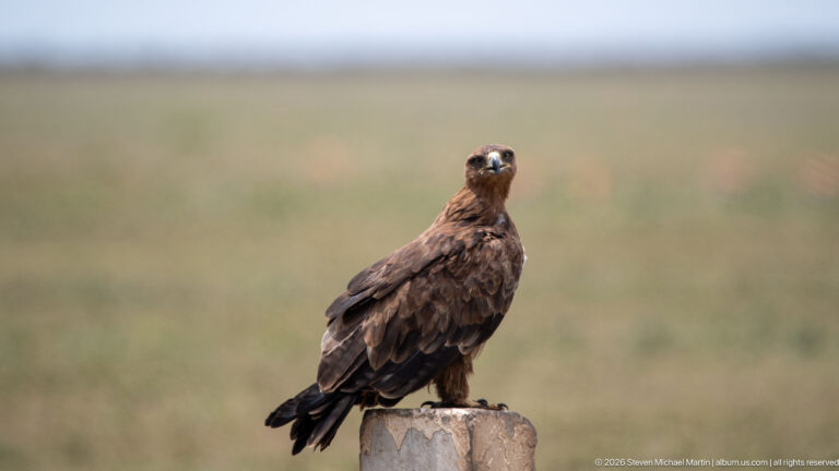 Large brown eagle perched upright on a concrete post against softly blurred Serengeti grassland.