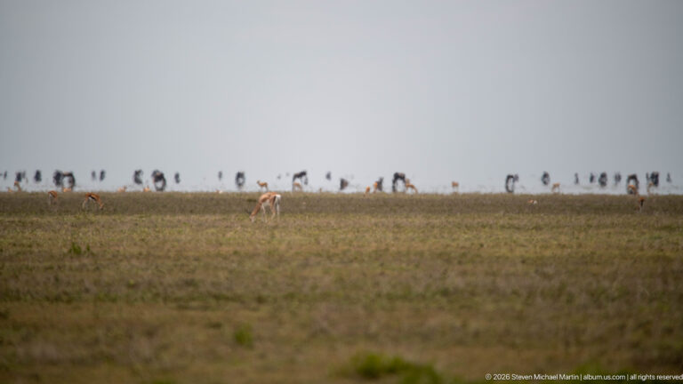 Scattered small antelope and darker wildebeest forming a distant line across broad open grassland.