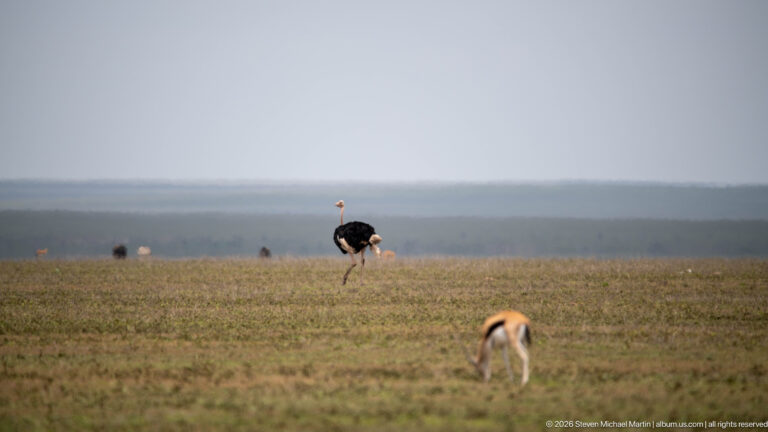 Male ostrich standing on open grassland behind a small grazing gazelle in the foreground.