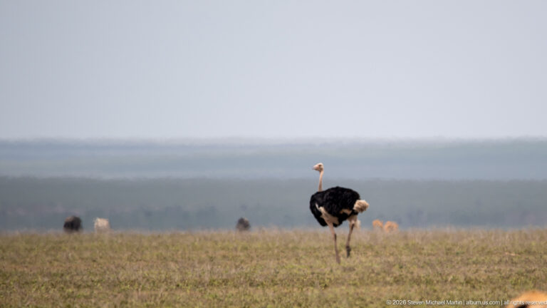 Male ostrich walking across open grassland with distant grazing animals along a hazy horizon.