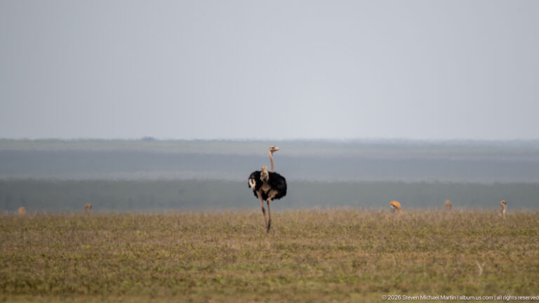 Male ostrich standing upright on open grassland with distant animals scattered along the horizon.