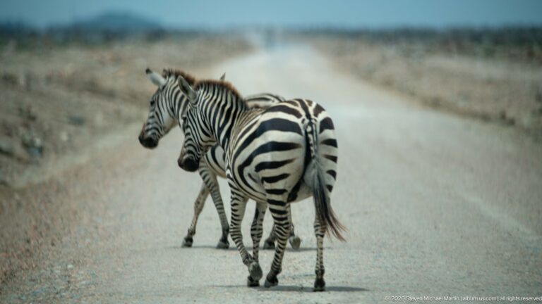 Two plains zebras crossing a pale dirt road, one leading diagonally toward the left verge.