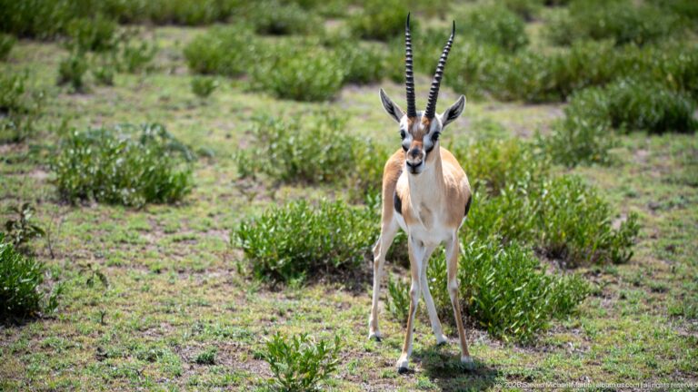 Adult male Thomson's gazelle facing forward with long ringed horns, black side stripe, tan back, and white belly.