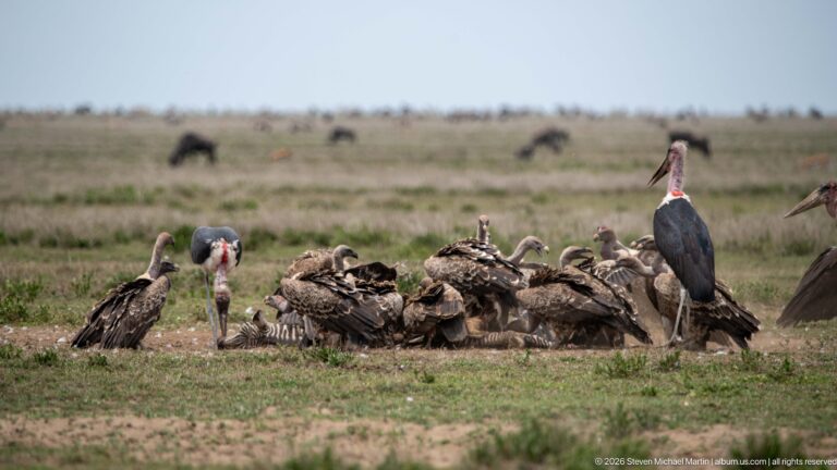 Marabou storks and vultures crowded together on open ground, with several birds feeding or spreading their wings.