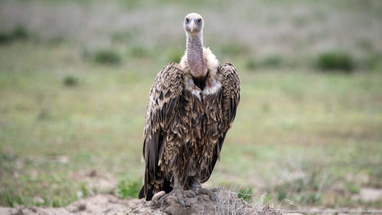 Large pale-headed vulture facing forward on a low mound, with heavy brown wings folded beside its body.