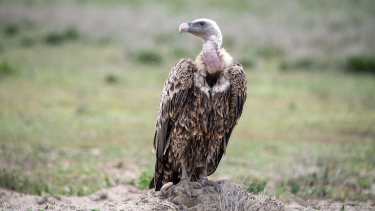 Large pale-headed vulture standing upright on a low mound against blurred green-brown grassland.