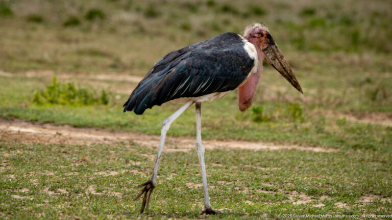 Adult marabou stork standing in profile with long pale legs, massive bill, bare red neck, and pink throat pouch.