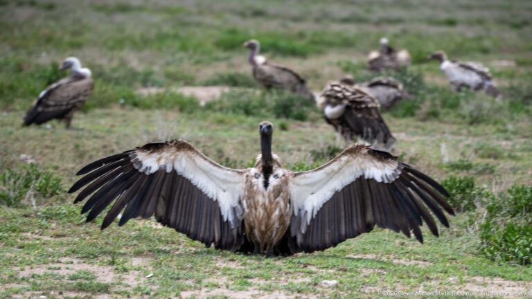 Large vulture facing forward with both wings fully spread, other vultures standing across the grassland behind.