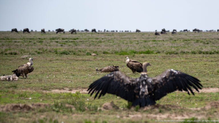 Large vultures on open grassland, one spreading its wings in front while wildebeest line the distant horizon.