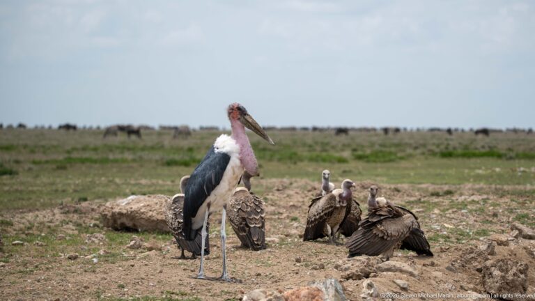 Large marabou stork standing on rocky ground beside several vultures, one with wings spread.