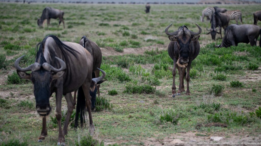 Several blue wildebeest facing the camera across patchy grass, with a large adult close at left and others behind.