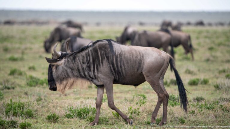 Adult blue wildebeest walking in profile across short grass, with other wildebeest blurred in the background.