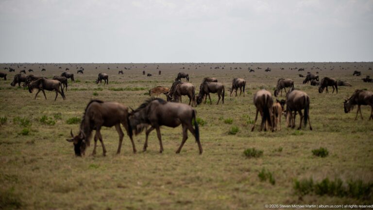Numerous blue wildebeest grazing in loose groups across a broad open plain extending to the horizon.