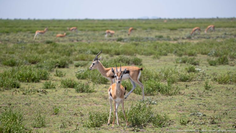 Two Thomson's gazelles standing together, including a horned male facing forward, with more gazelles grazing behind.
