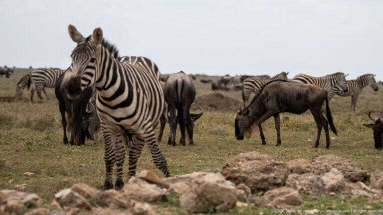 Plains zebra standing behind pale rocks among several grazing blue wildebeest on open Serengeti grassland.