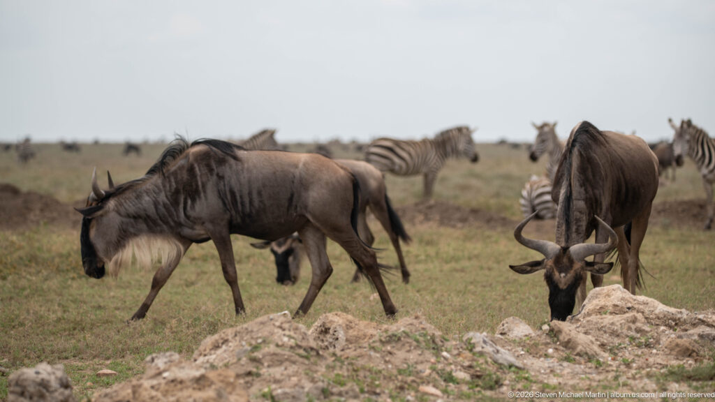 Blue wildebeest grazing and walking among plains zebras on open grassland with pale rocks in the foreground.