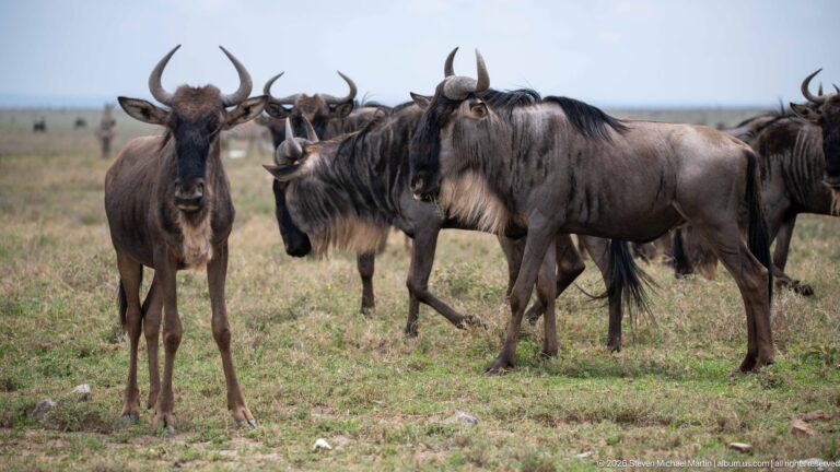 Several blue wildebeest standing together on short grass, including horned adults facing forward and broadside.