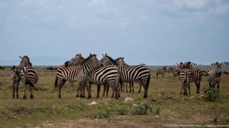 Several loose groups of plains zebras scattered across open grassland beneath a hazy blue sky.