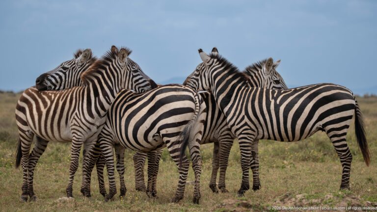 Four plains zebras standing closely together with overlapping bodies and heads turned toward neighboring animals.