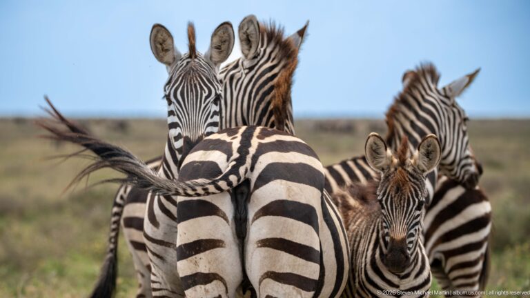 Close zebra cluster with a striped rump in front, a tail swishing sideways, and several faces rising behind.