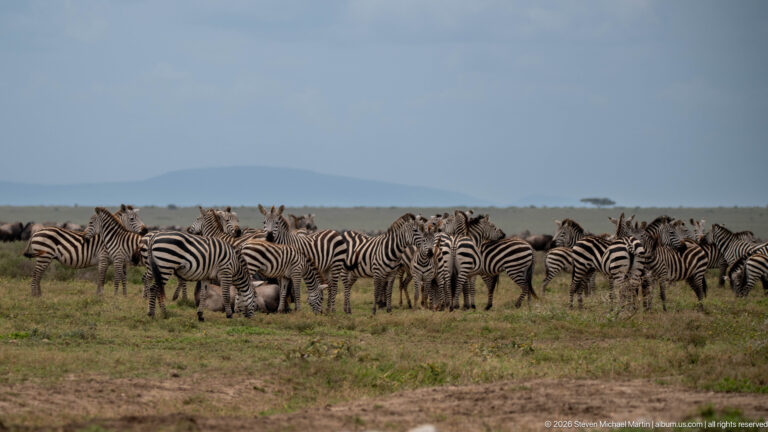 Large herd of plains zebras gathered across open grassland with hazy low hills on the horizon.