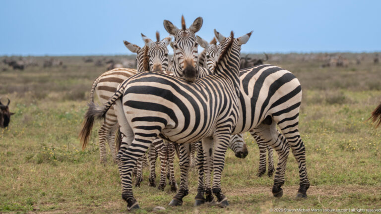 The Great Migration
