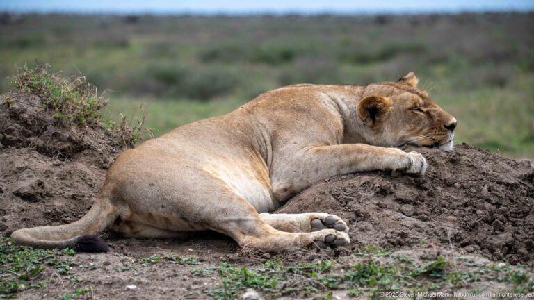 Full-body lioness lying beside a dark soil mound with head turned right and tail extended behind.