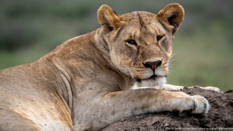 Resting lioness in three-quarter view with forelegs folded over a dark mound and head turned toward the camera.
