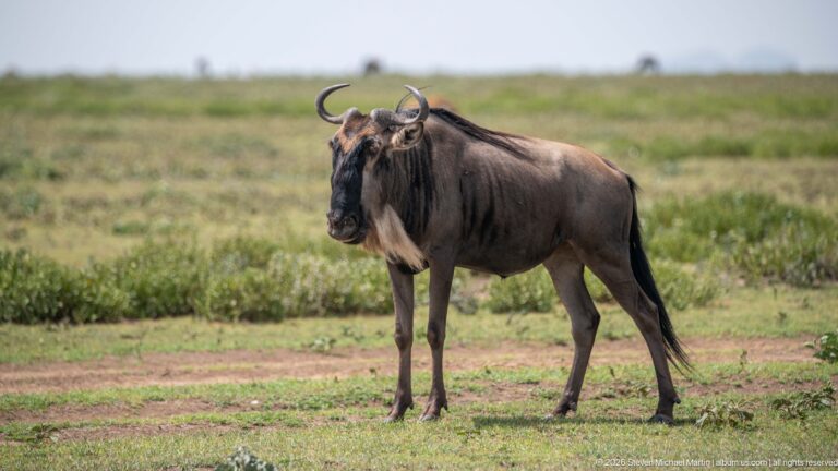 Wildebeest