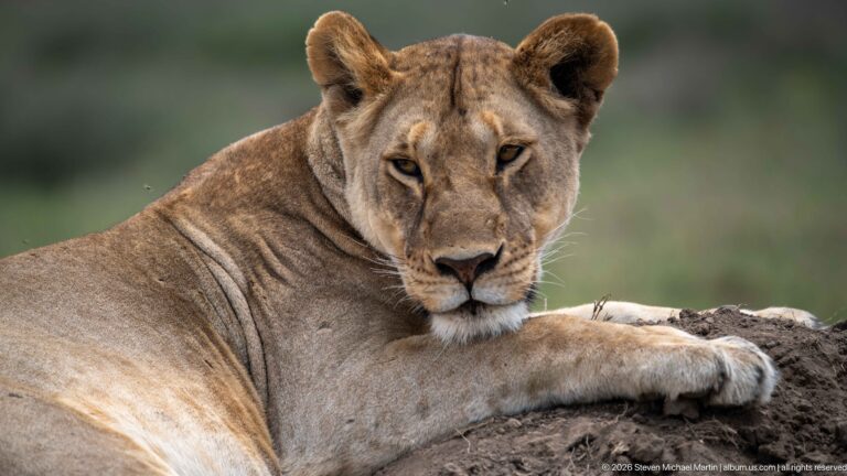Close reclining lioness facing the camera with one foreleg extended across a dark soil mound.
